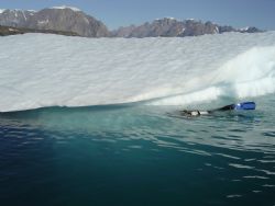 Iceberg Diving in Scorsbysound East Coast of Greenland by Ryan Stafford 
